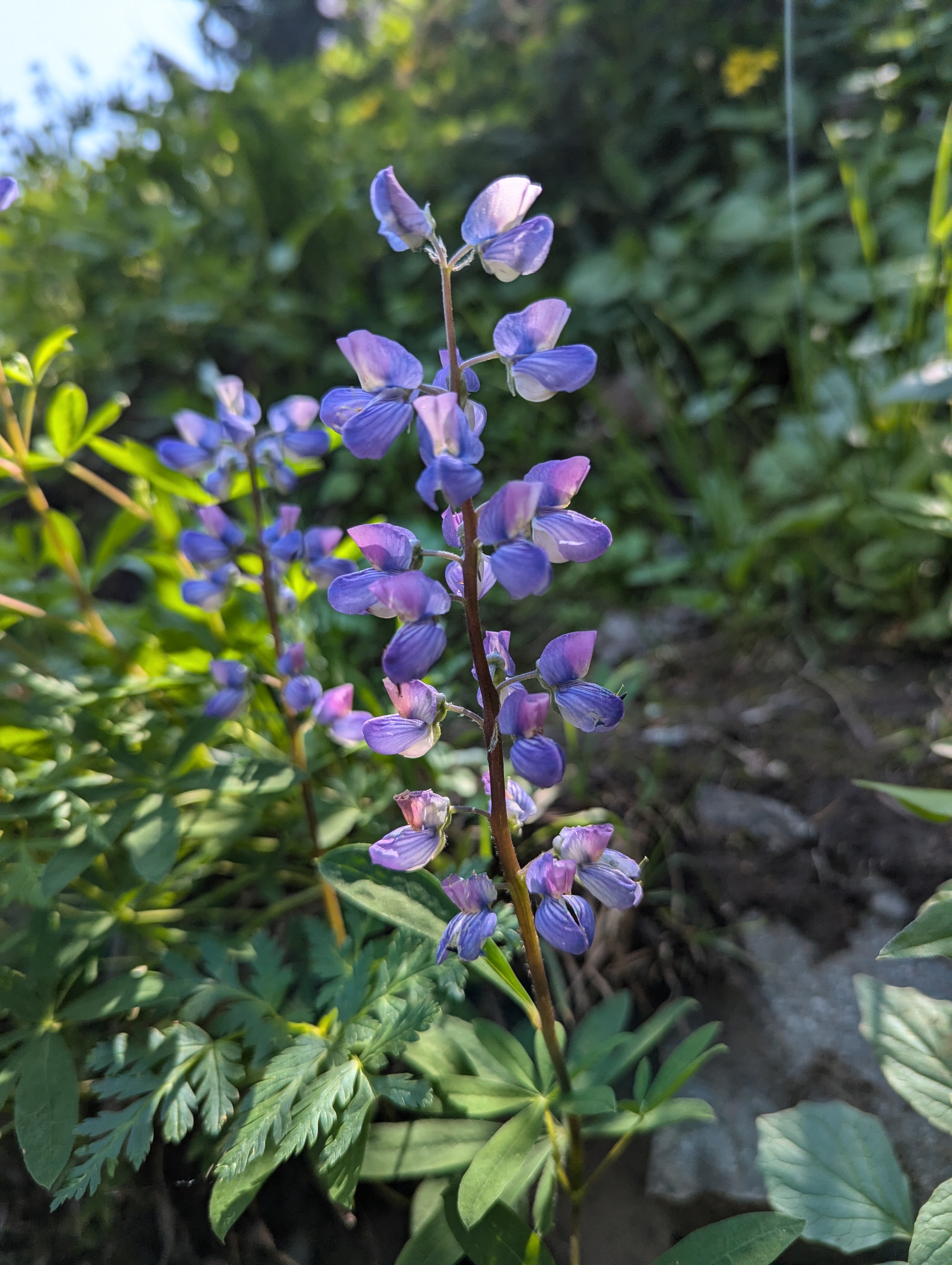 Close-up of purple and pink wild lupine flowers blooming along a lush green trail at Mt. Rainier National Park, captured under bright sunlight